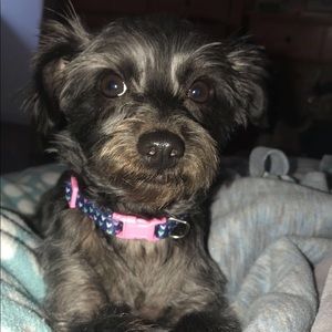 Meet your Posher, Alyssa